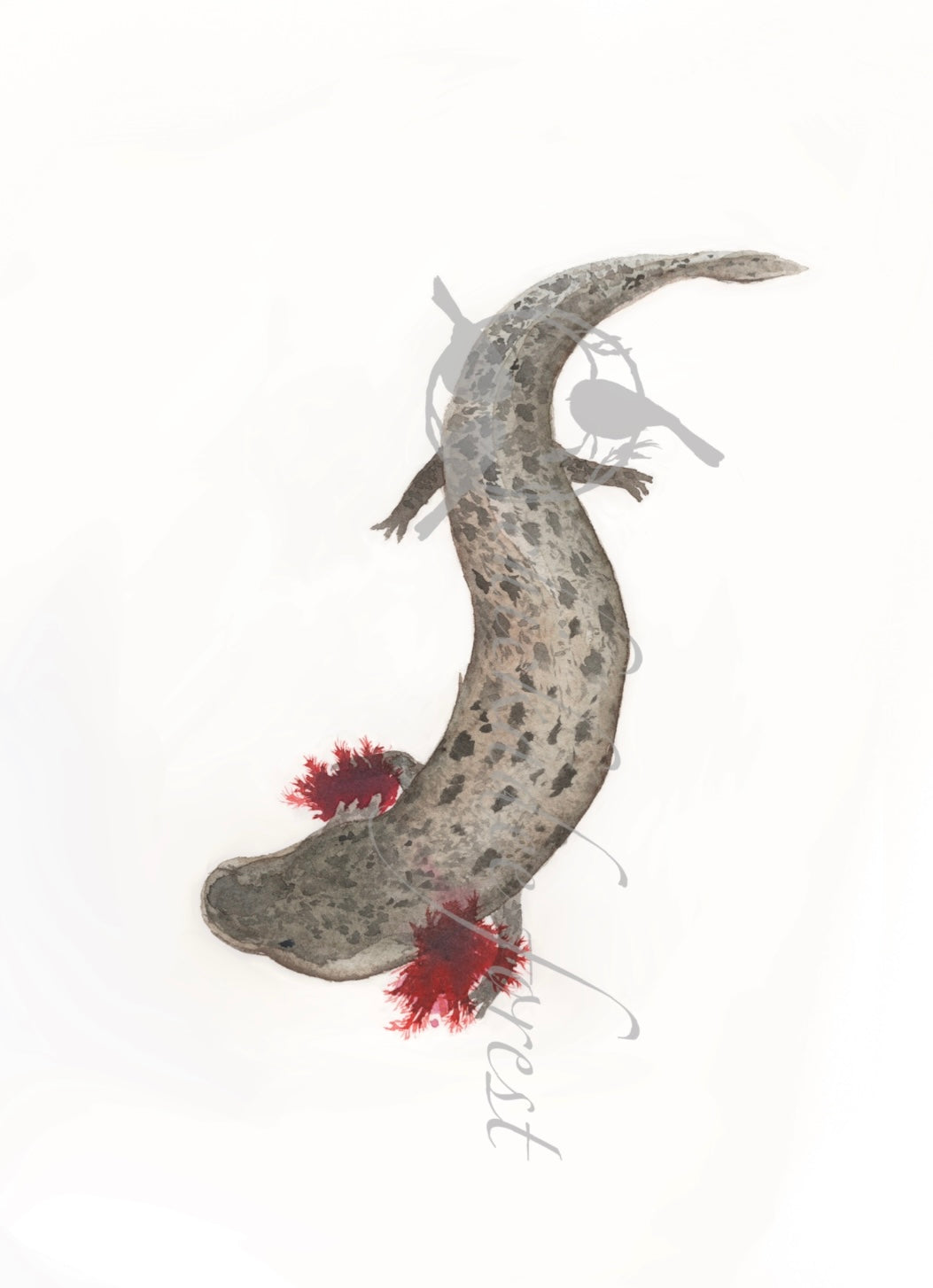 Mudpuppy 5x7