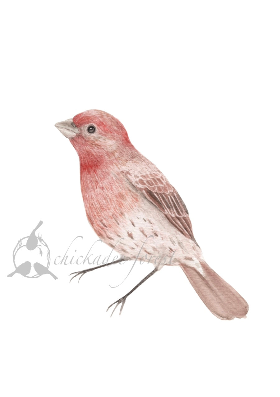 Purple Finch 5x7