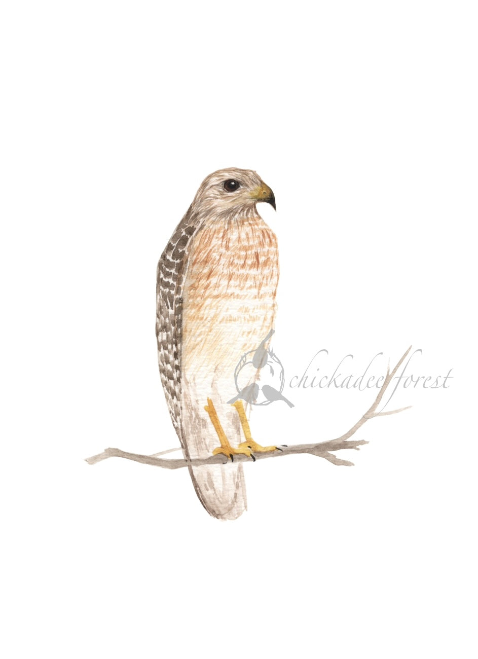 Red Shouldered Hawk 5x7