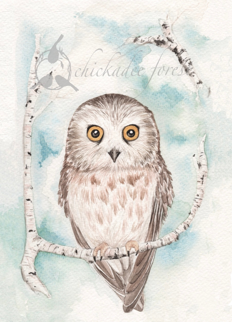 Saw-whet Owl 8.5x11