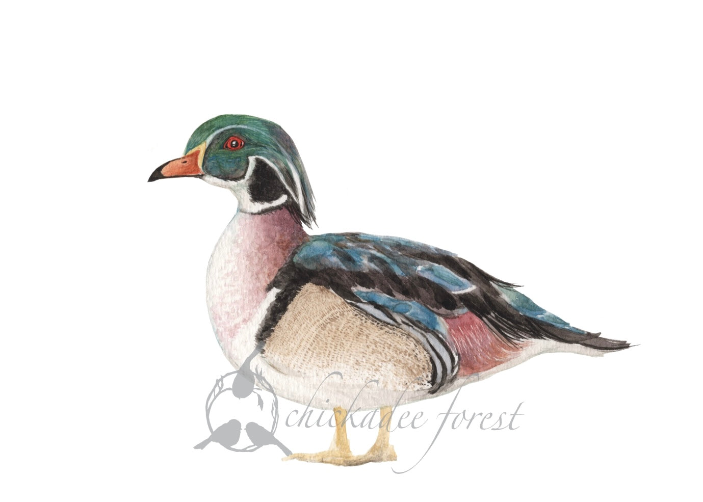 Wood duck 5x7