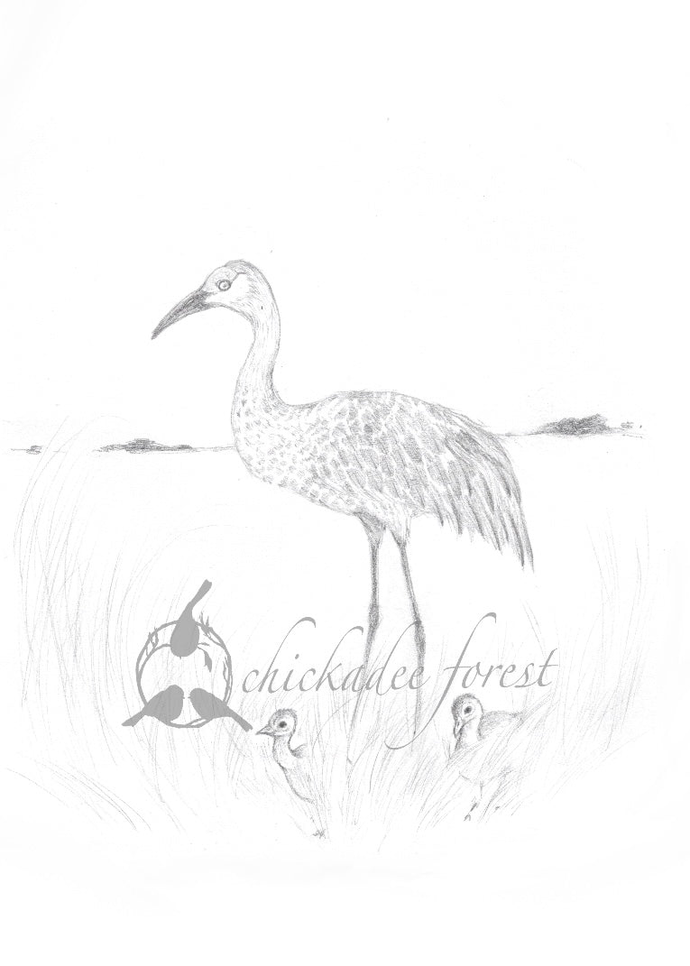 Sandhill Crane Pencil Drawing 5x7