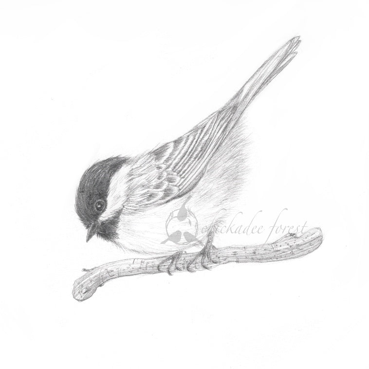 Chickadee pencil drawing 5x7