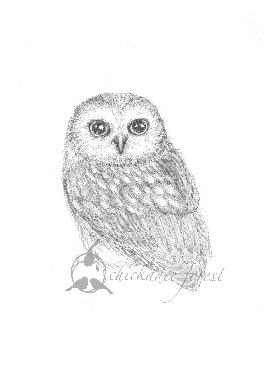 Saw-whet Owl pencil drawing 5x7