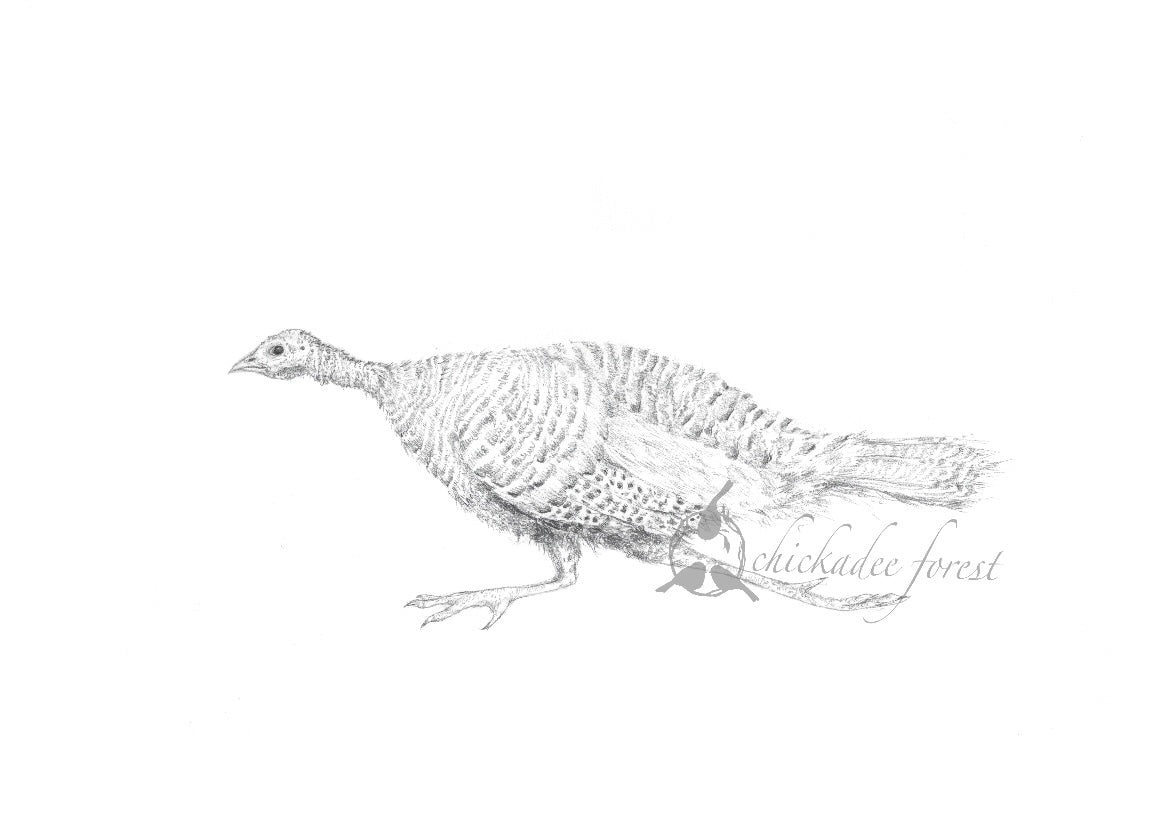 Turkey Pencil Drawing 5x7