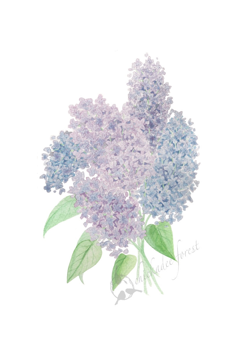 Lilacs 8.5x11