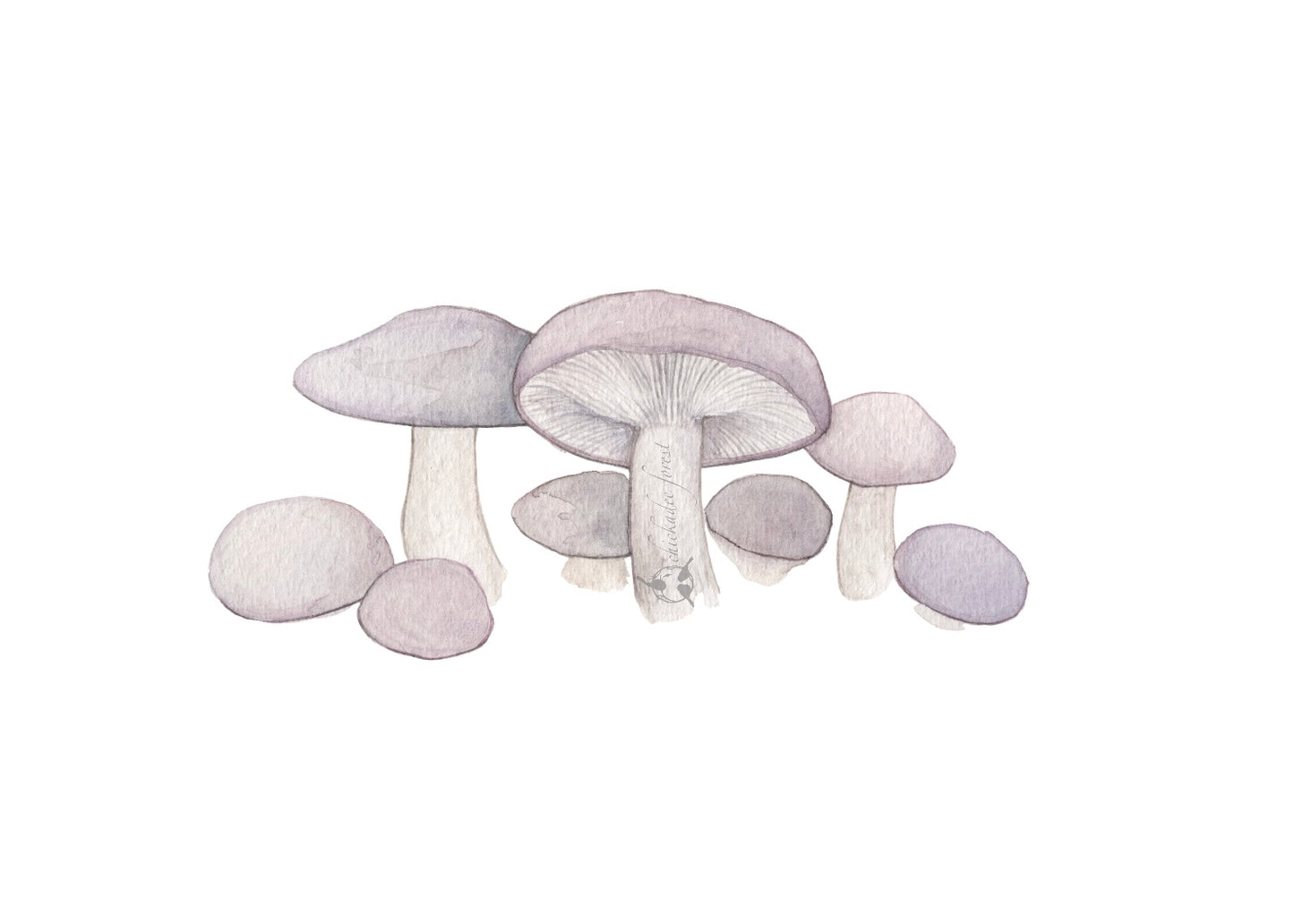 Blewit Mushrooms 5x7