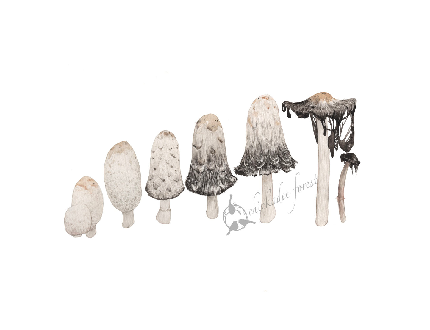 The life of a Shaggy Mane Mushroom 8.5x11