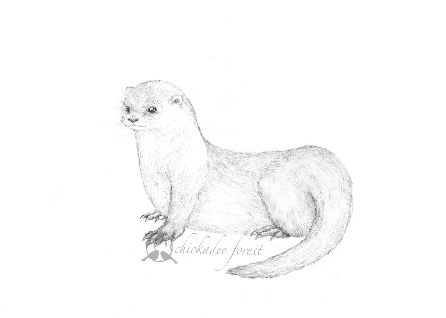 River Otter Pencil Drawing 5x7