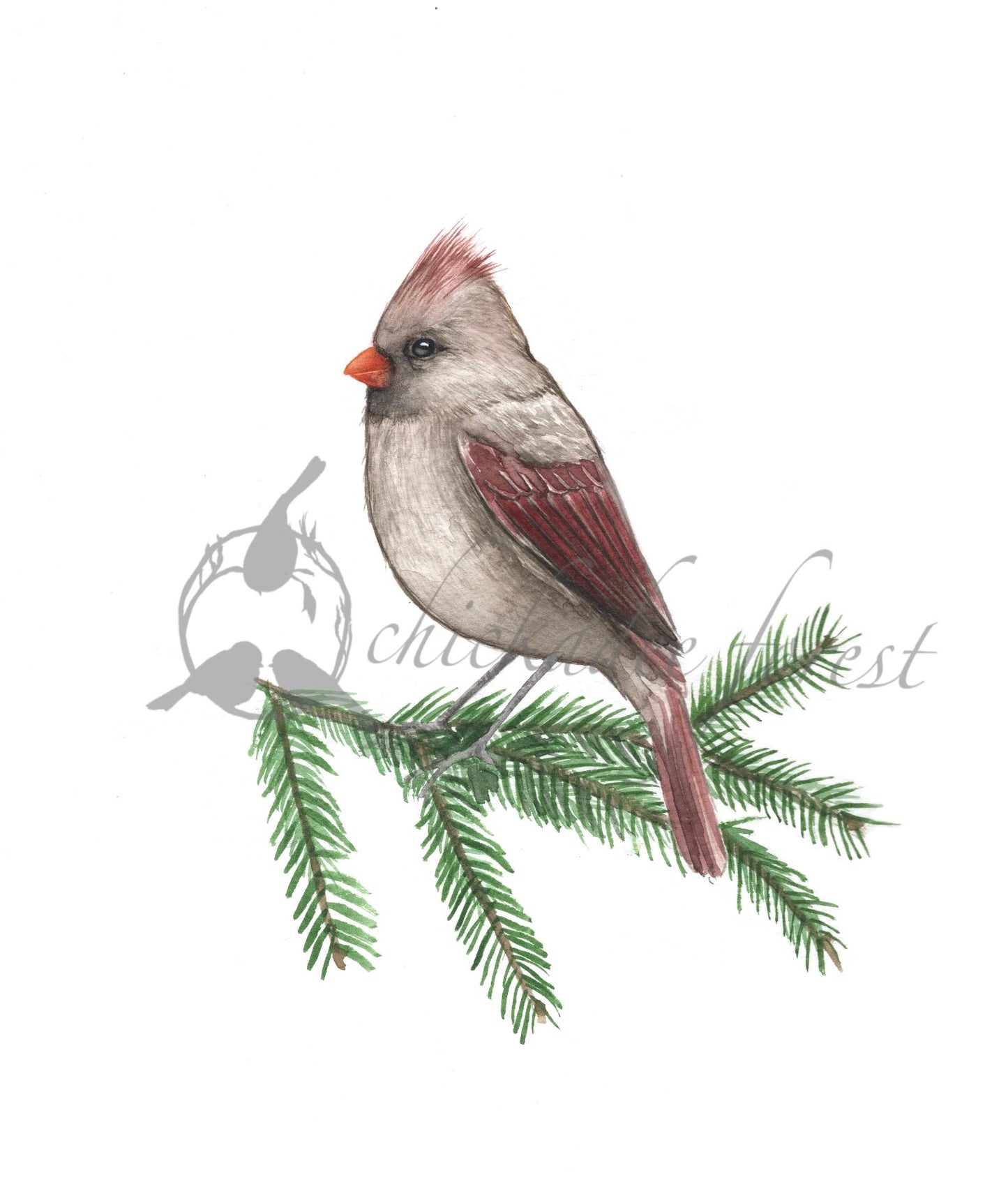Female Cardinal print 8.5x11