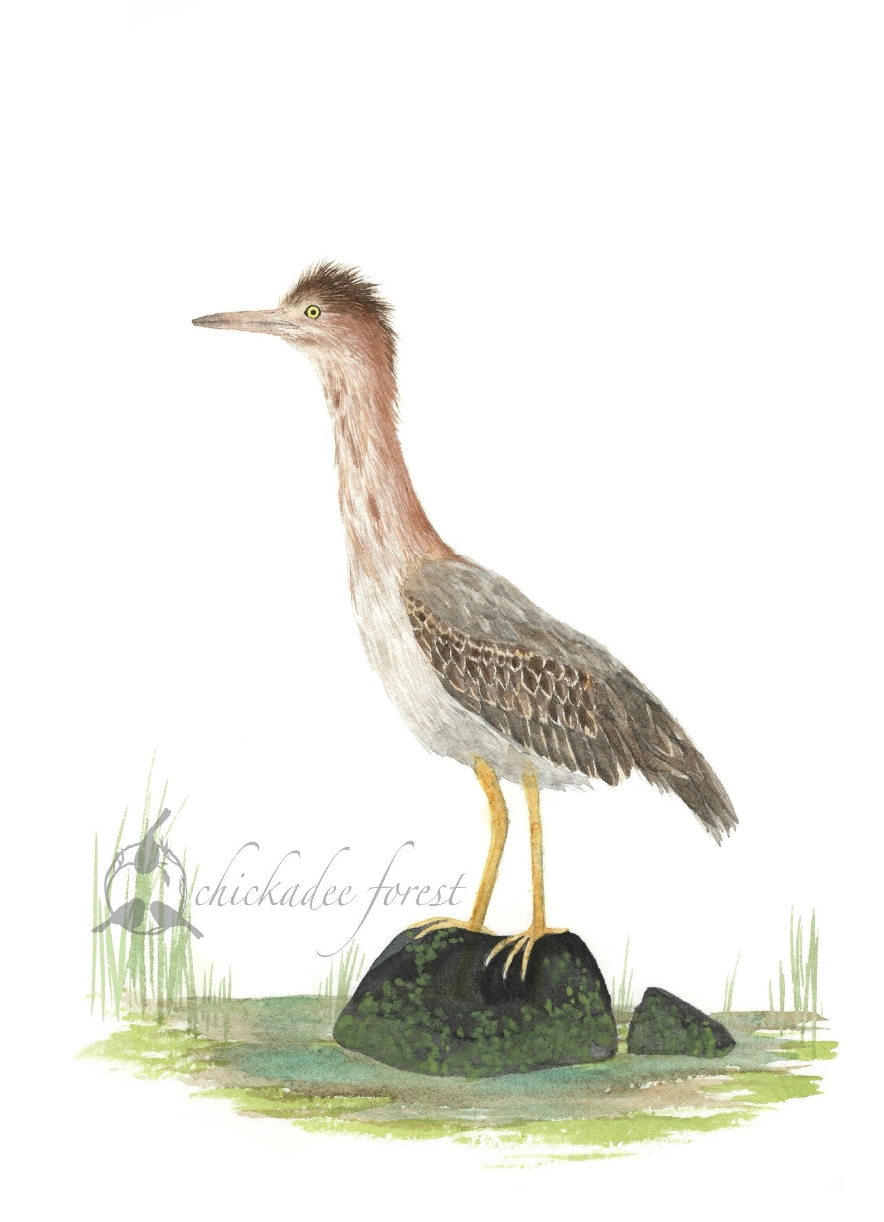 Young Green Heron 8.5x11