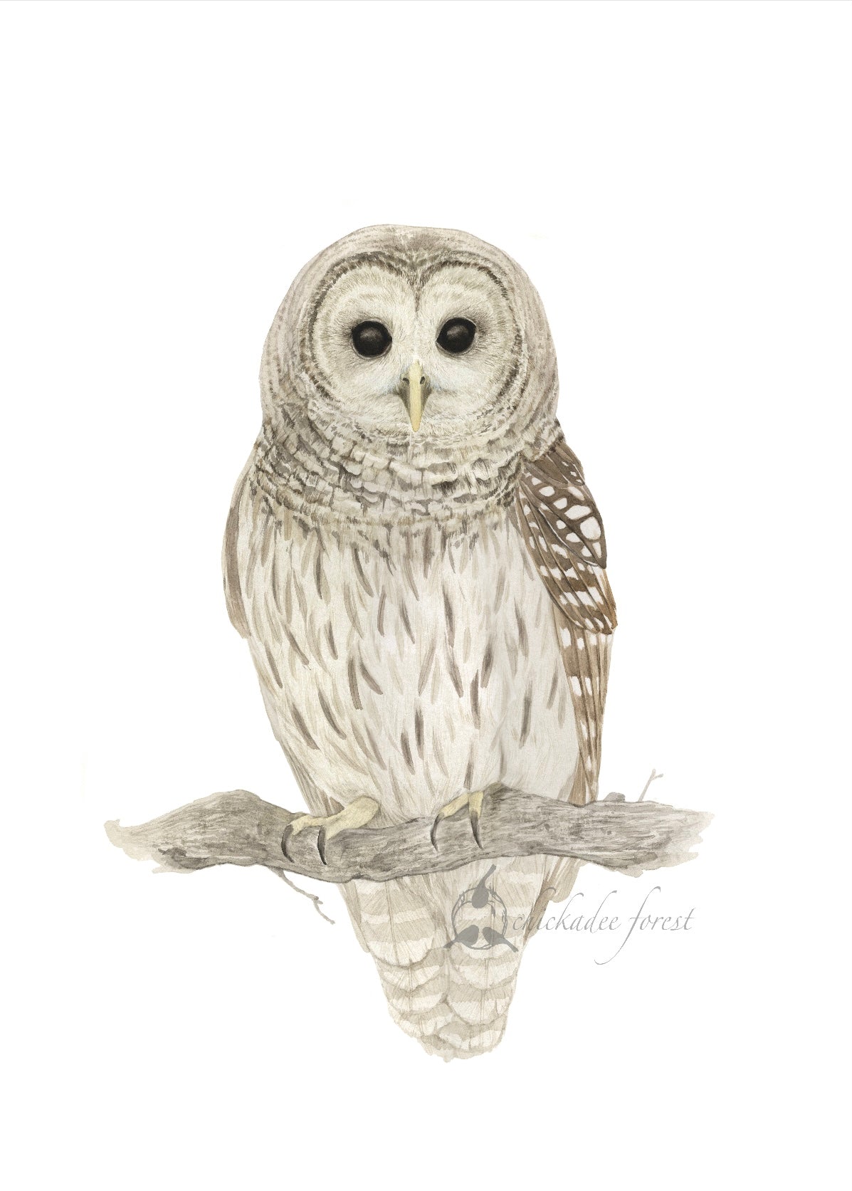 Barred Owl Original Art Print 11x17