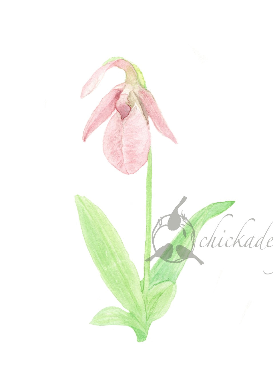Pink Lady Slipper 5x7 Print