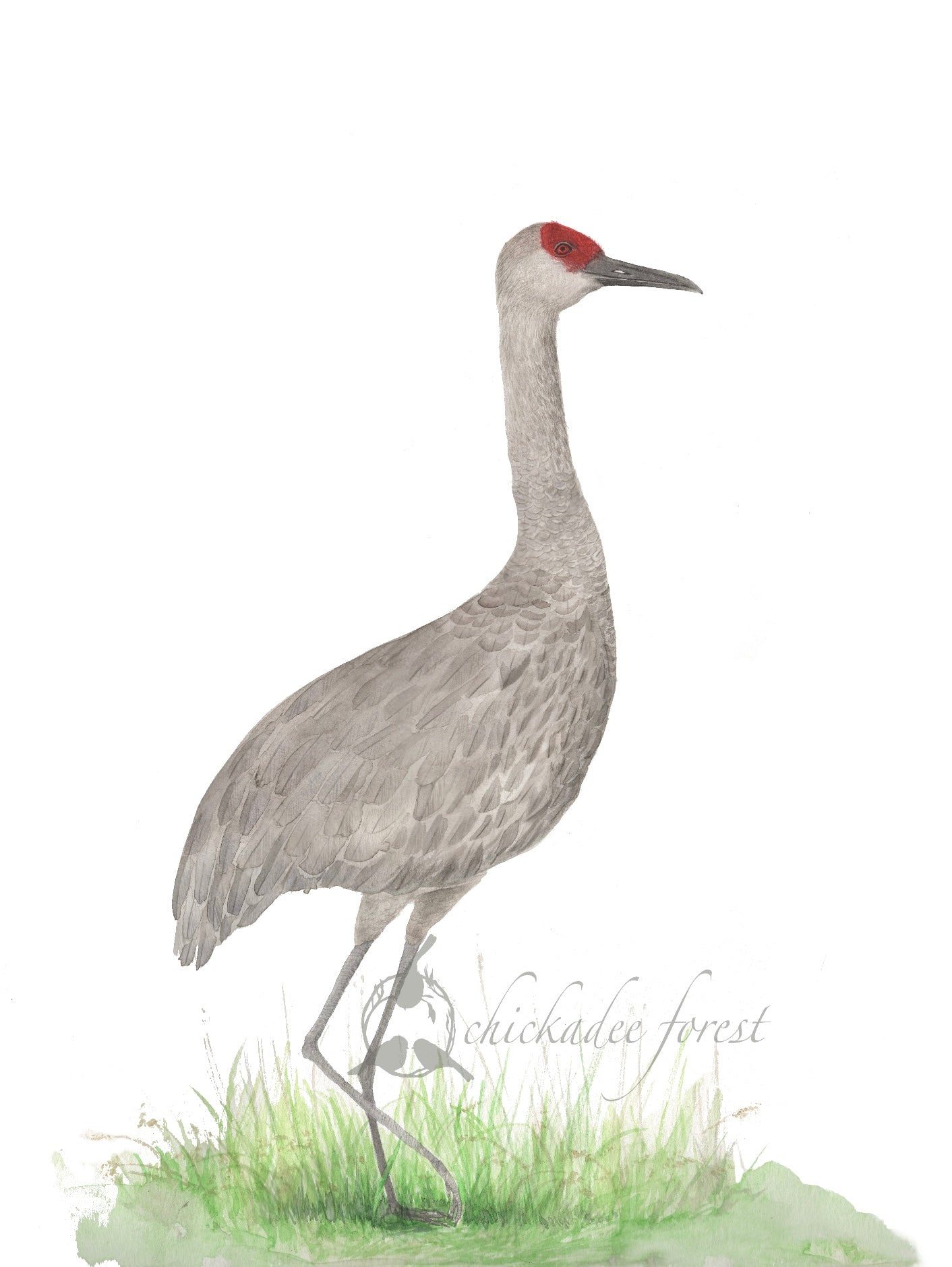 Sandhill Crane Print, 11x17
