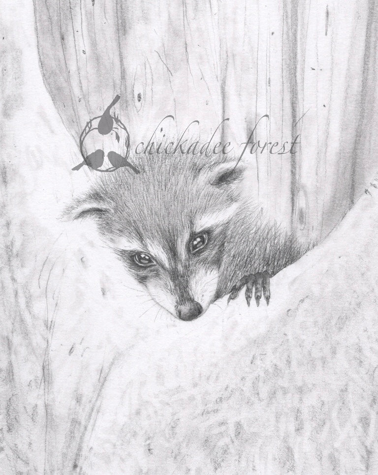 Baby Raccoon in a Tree 5x7