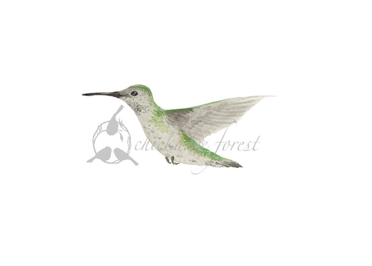 Female Ruby Throated Hummingbird 5x7