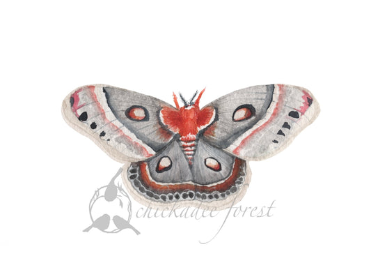 Cecropia Moth 5x7