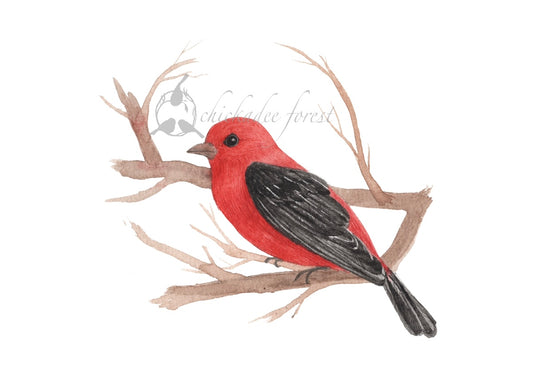 Scarlet Tanager 5x7