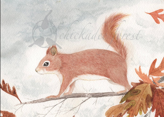 Red Squirrel 5x7