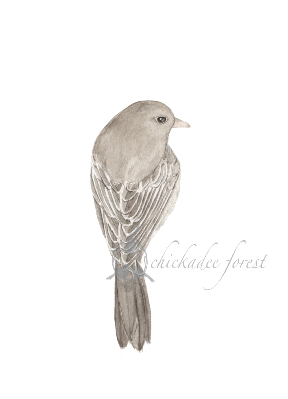 Gray bird 5x7