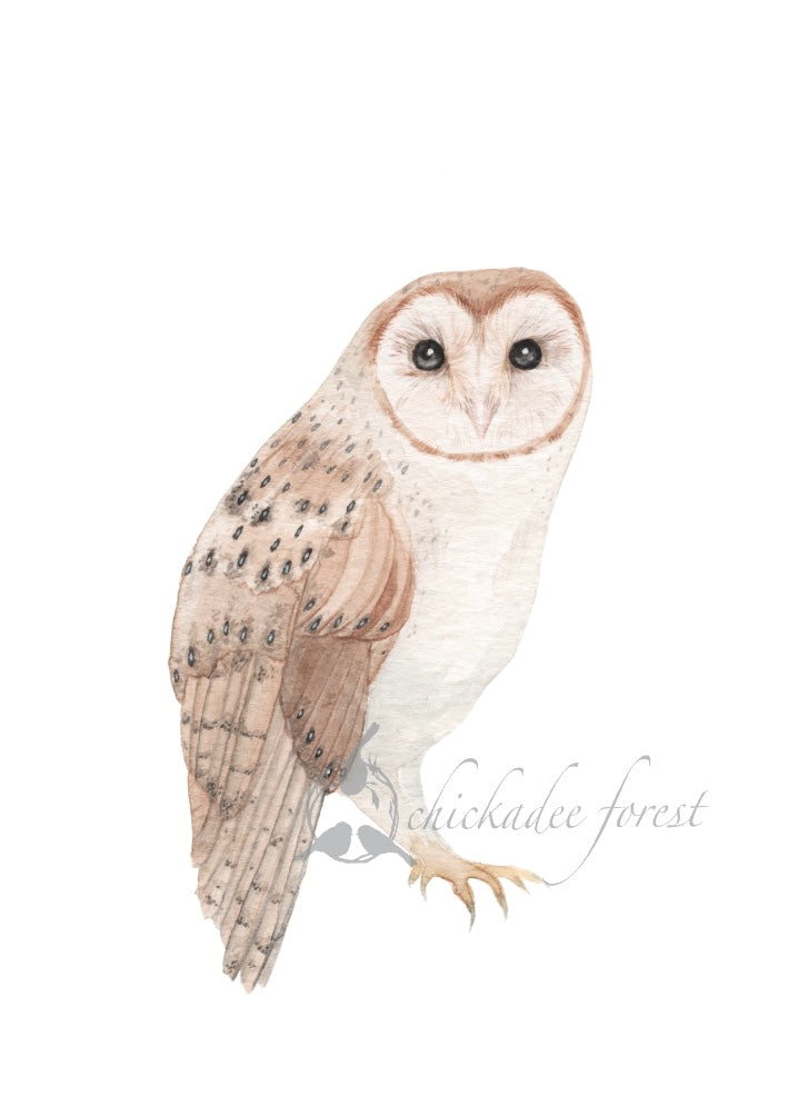 Barn Owl 5x7