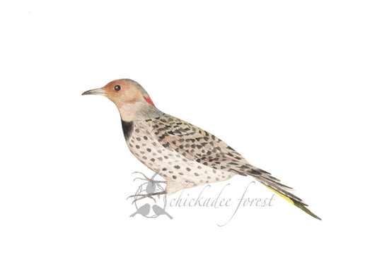 Northern Flicker 5x7