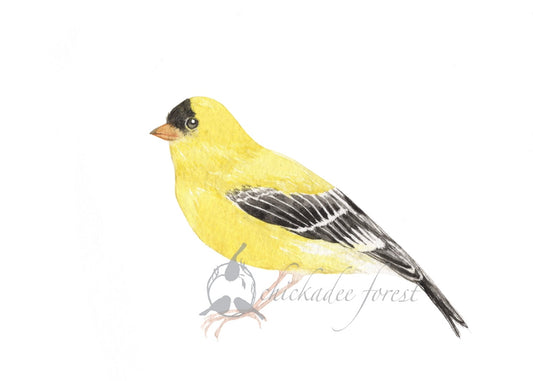 Goldfinch 5x7