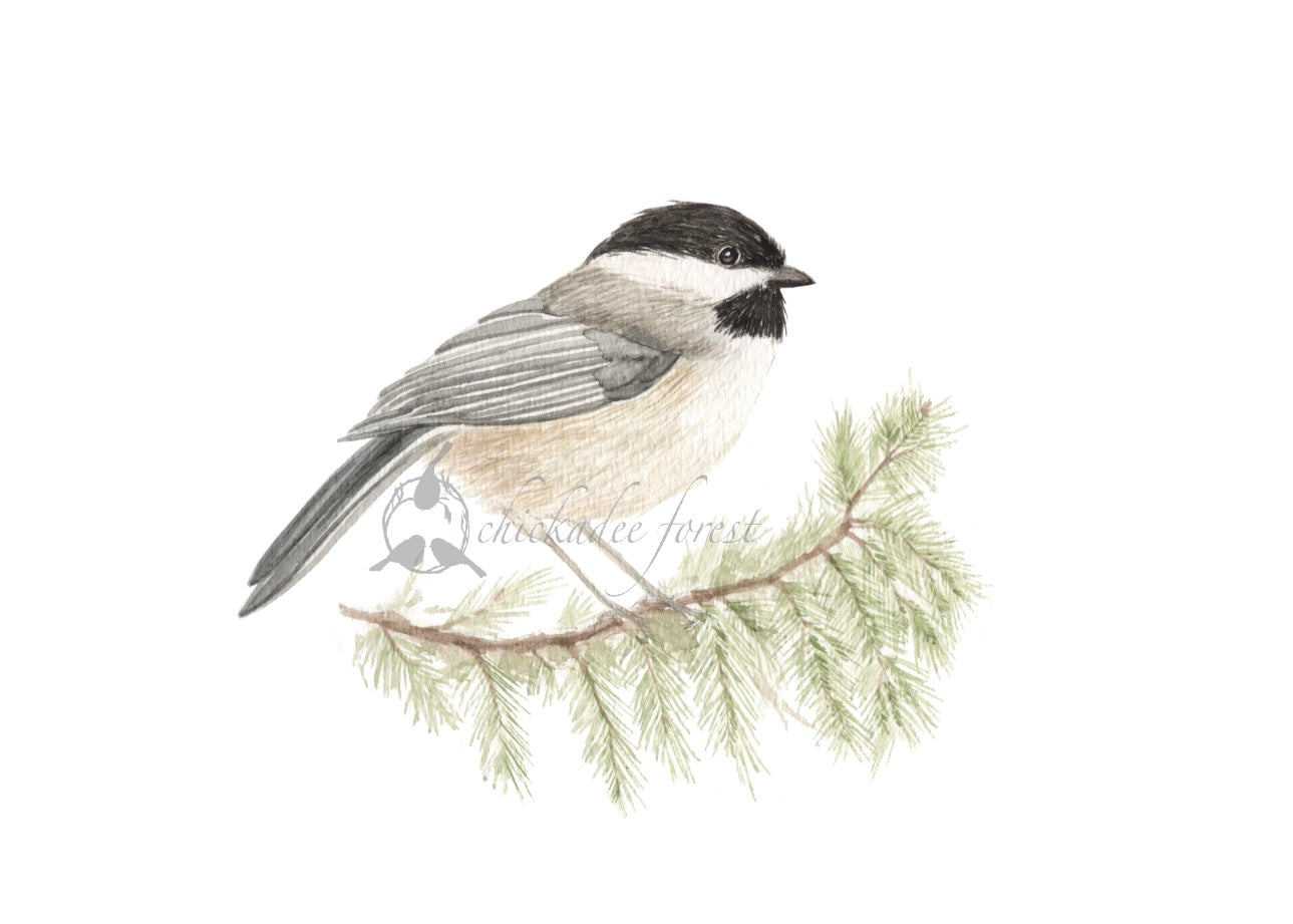 Chickadee 5x7