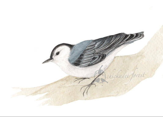 Nuthatch 5x7