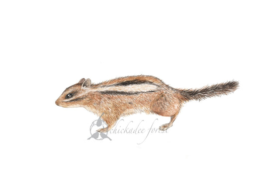 Chipmunk 5x7