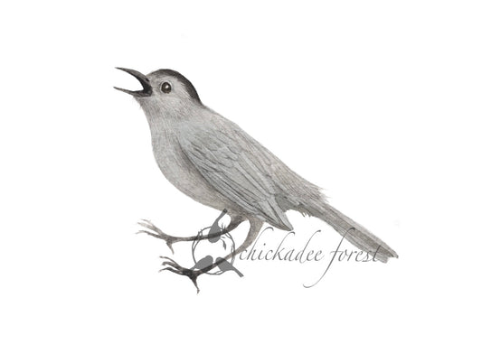 Catbird 5x7