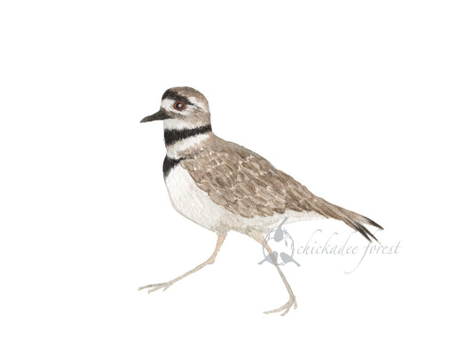 Killdeer 5x7