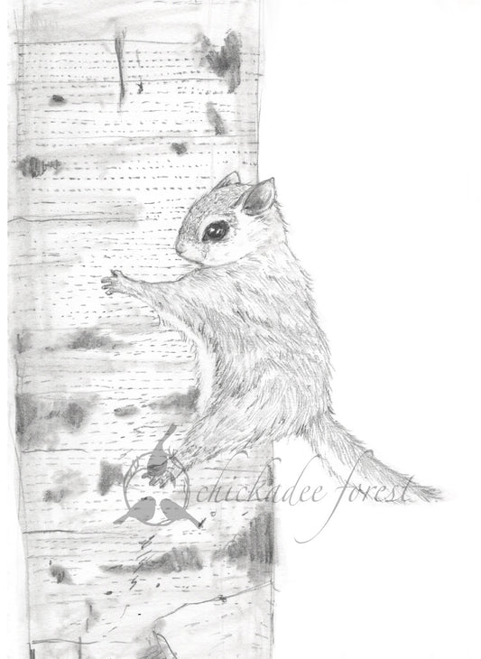 Flying Squirrel on Birch Tree Pencil Drawing 5x7