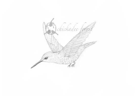 Ruby Throated Hummingbird Pencil Drawing 5x7
