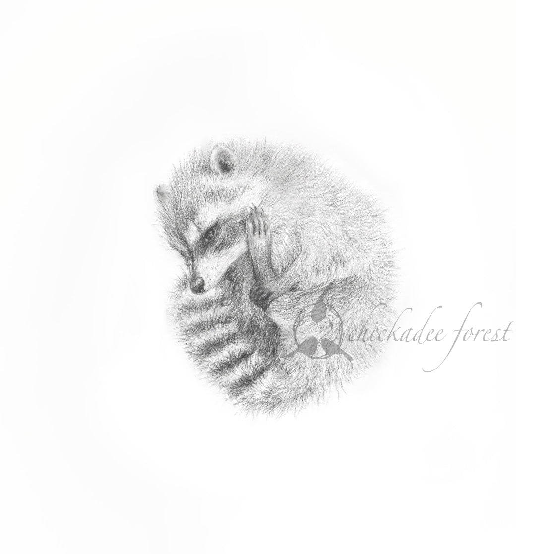 Baby Raccoon Curled Up 8.5x8.5