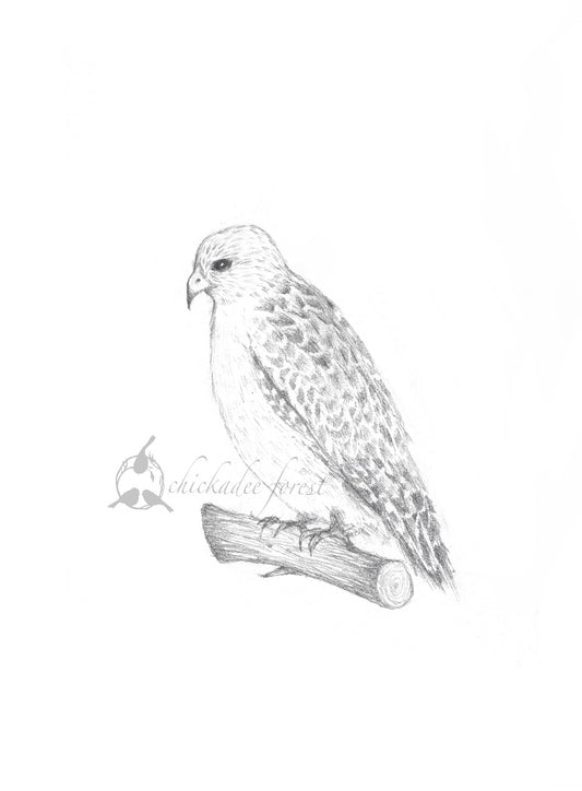 Red Shouldered Hawk Pencil Drawing 5x7