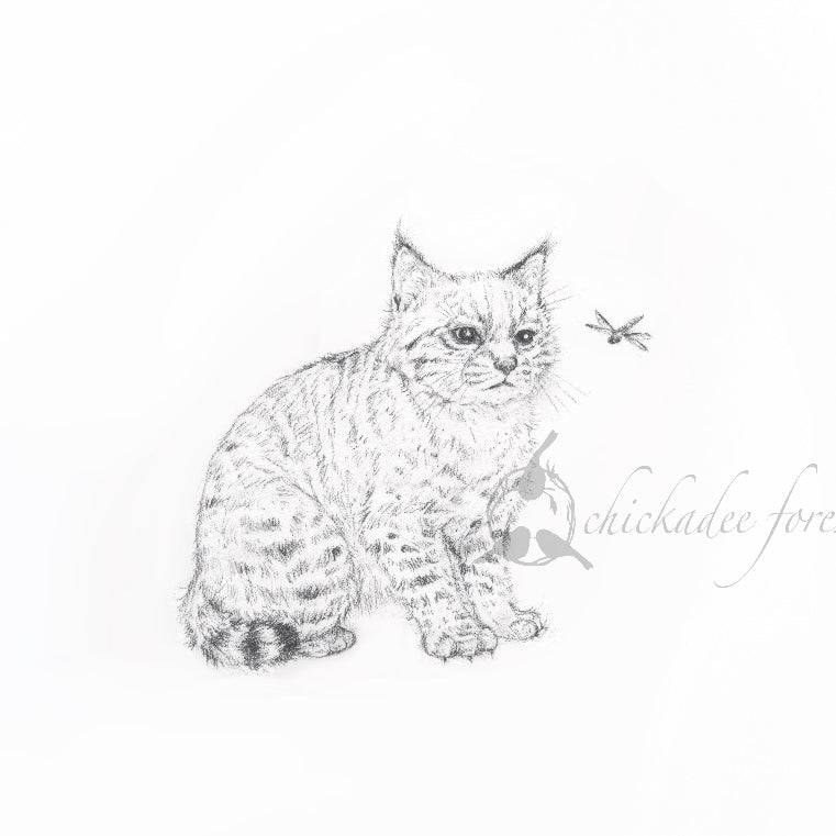 Baby Bobcat 5x7