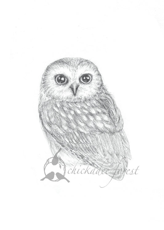 Saw-whet Owl pencil drawing 5x7