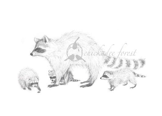 Raccoon Family Pencil Drawing 8.5x11