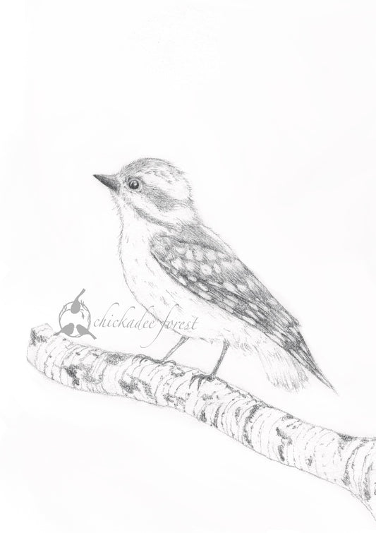 Downy Woodpecker Pencil Drawing 5x7