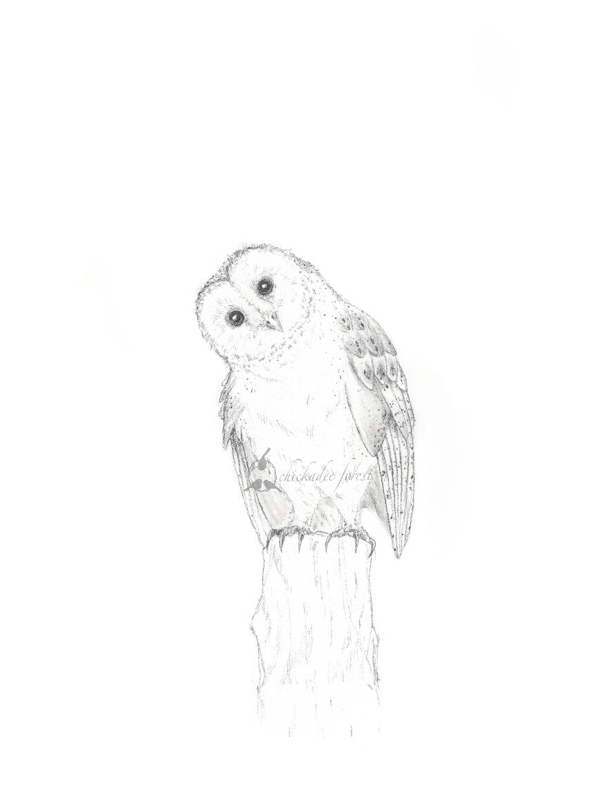 Barn Owl Pencil Drawing 5x7