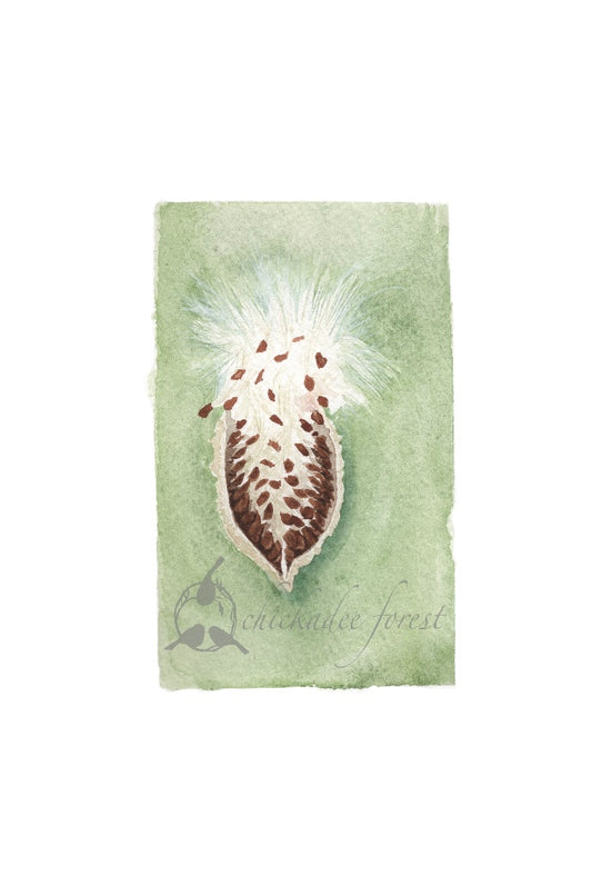 Milkweed Pod 5x7