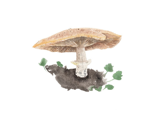 Mushroom 8.5x11