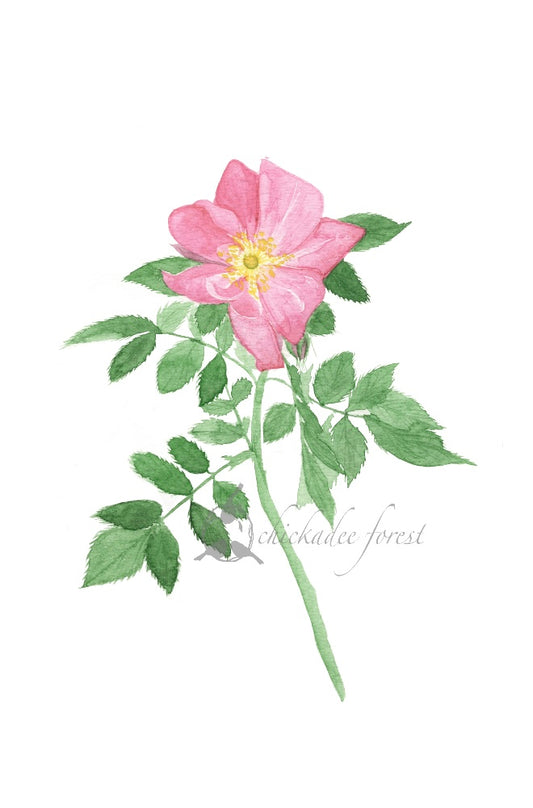 Wild Rose 5x7