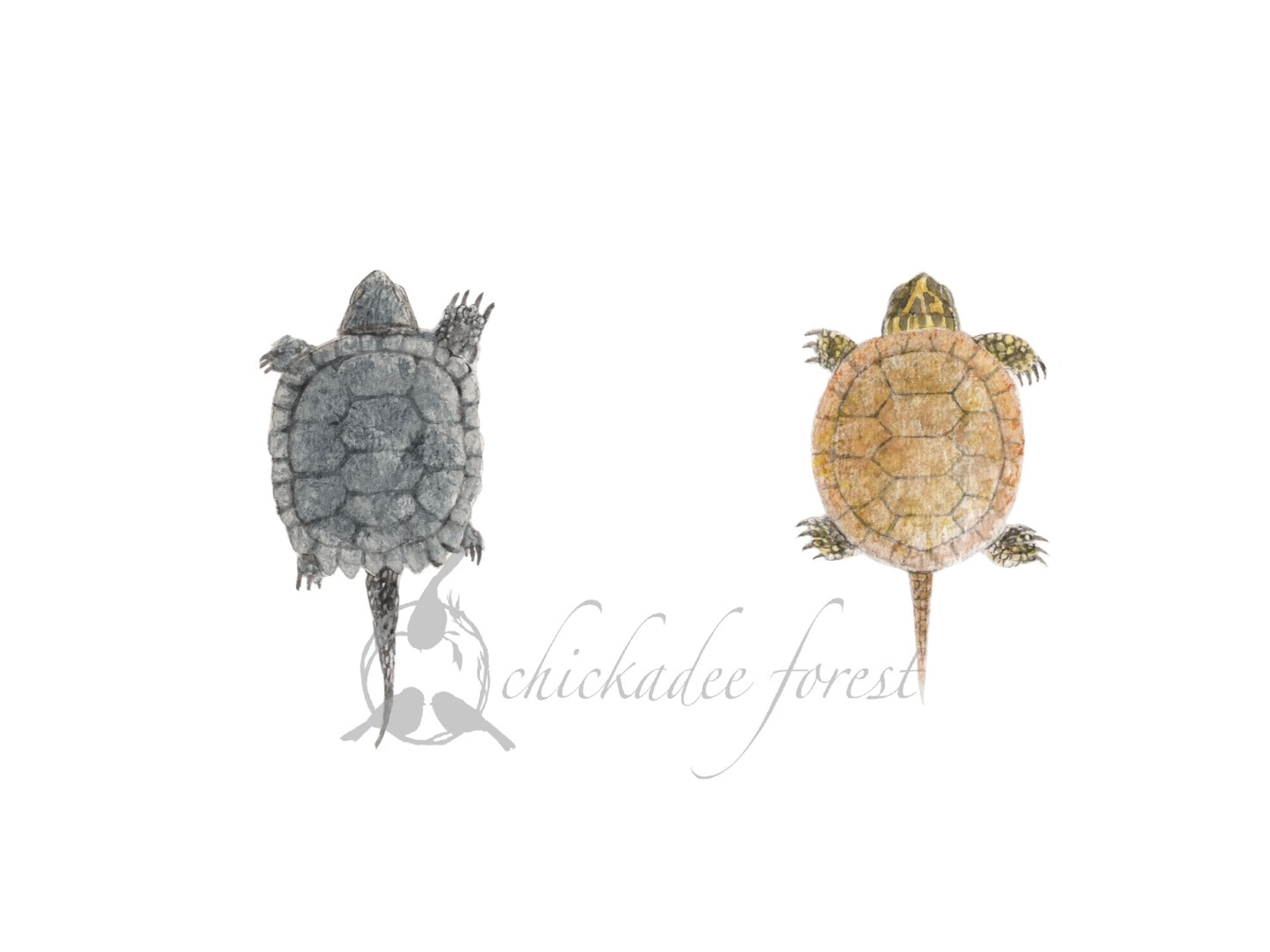 Baby Turtles 5x7