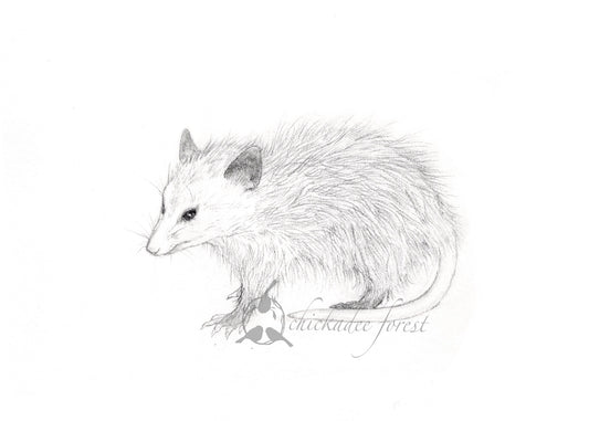 Opossum 5x7