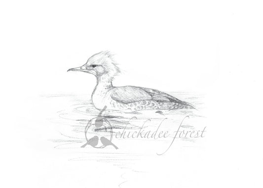 Common Merganser 5x7