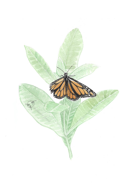 Monarch 5x7