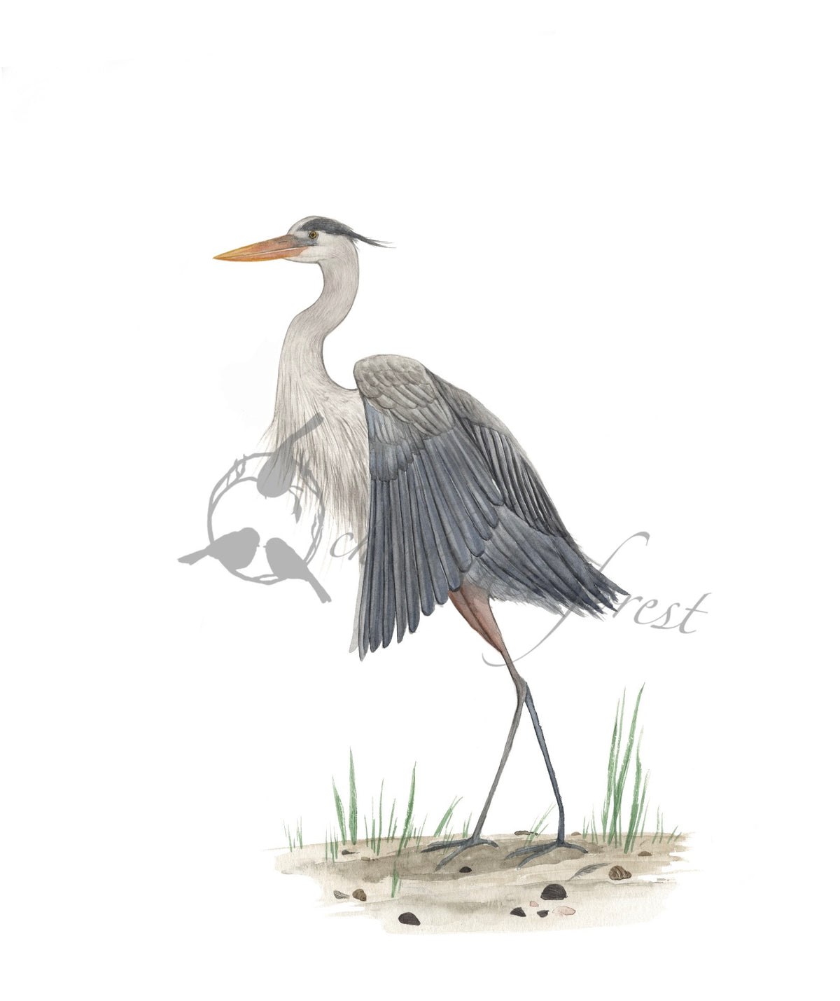 Blue Heron print 11x17