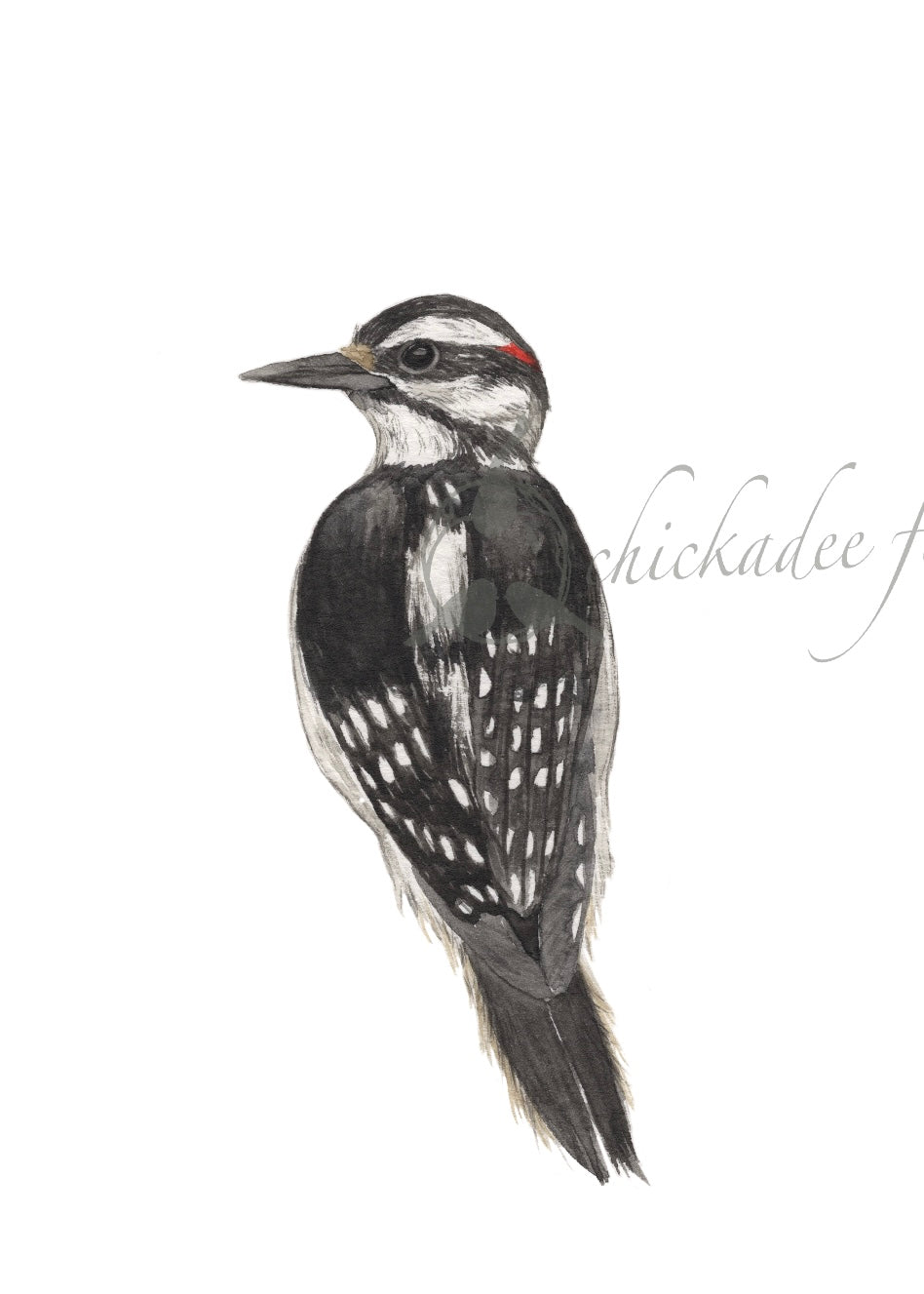 Hairy Woodpecker 5x7 Print